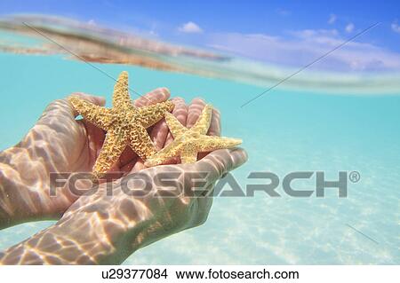 Picture - Starfish in Person's Hands. Fotosearch