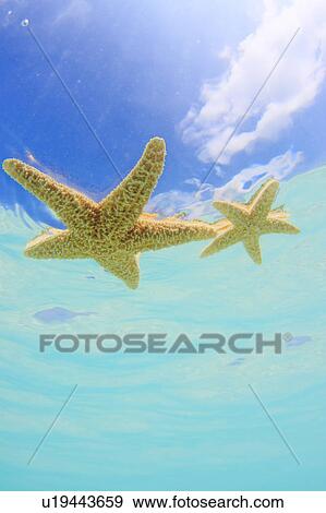 Stock Photo - Starfish in Sea. Fotosearch