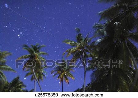 Stock Image - Starry Sky Over Palm Trees. Fotosearch