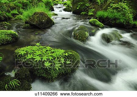Stream and Mossy Stones View Large Photo Image Stock Photograph - Stream and Mossy Stones. Fotosearch