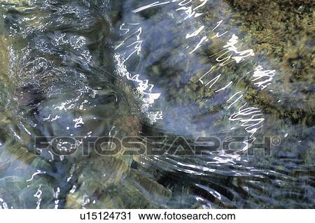 Stream, close-up, Kanagawa Prefecture, Honshu, Japan View Large Photo Image Stock Image - Stream, close-up, Kanagawa Prefecture, Honshu, Japan. Fotosearch