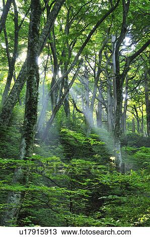 Sun Shining Forest View Large Photo Image Stock Image - Sun Shining Forest. Fotosearch