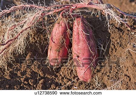 Stock Image - Sweet potatoes in dirt. Fotosearch