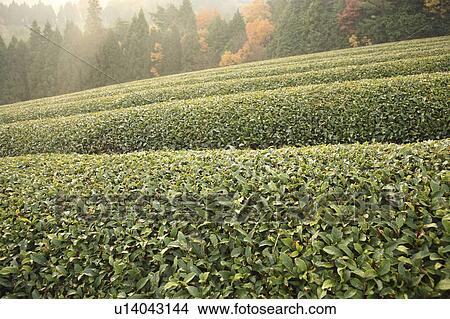 Picture - Tea Plantation. Fotosearch