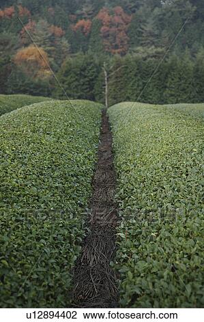 Stock Image - Tea Plantation. Fotosearch