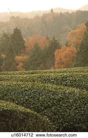 Stock Image - Tea Plantation. Fotosearch