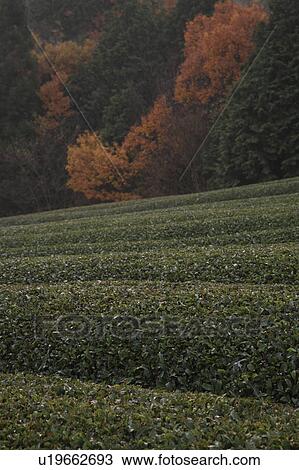 Stock Image - Tea Plantation. Fotosearch