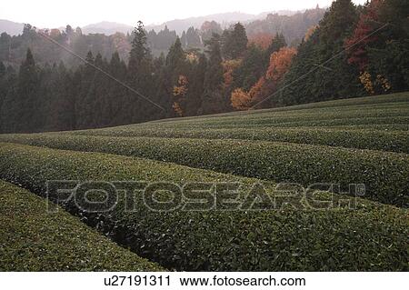 Stock Image - Tea Plantation. Fotosearch