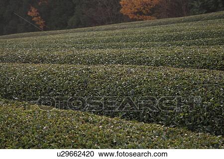Tea Plantation View Large Photo Image Stock Image - Tea Plantation. Fotosearch