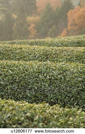 Stock Photo - Tea Plantation. Fotosearch