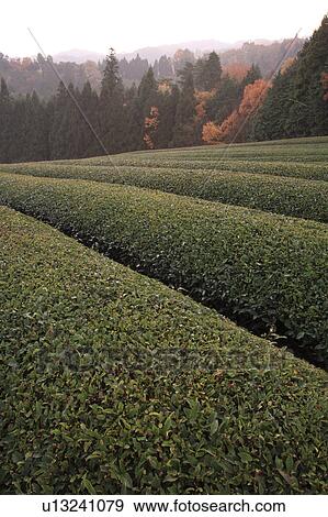 Stock Photo - Tea Plantation. Fotosearch