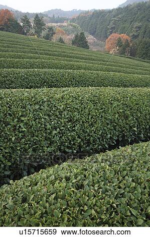 Stock Photo - Tea Plantation. Fotosearch