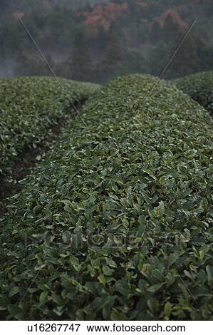 Stock Photo - Tea Plantation. Fotosearch
