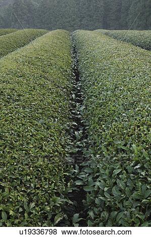 Stock Photo - Tea Plantation. Fotosearch