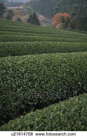 Tea Plantation View Large Photo Image Stock Photo - Tea Plantation. Fotosearch