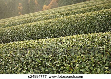 Stock Photo - Tea Plantation. Fotosearch