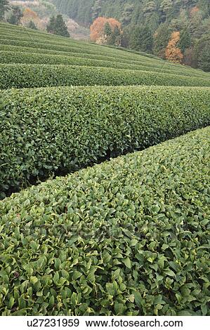 Stock Photo - Tea Plantation. Fotosearch