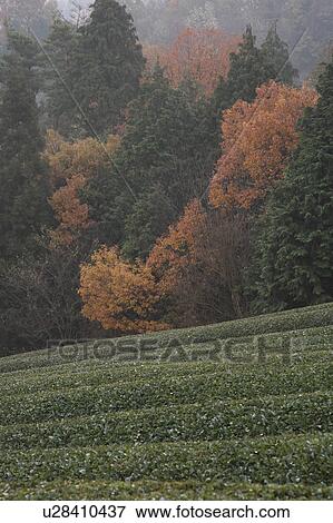 Stock Photo - Tea Plantation. Fotosearch