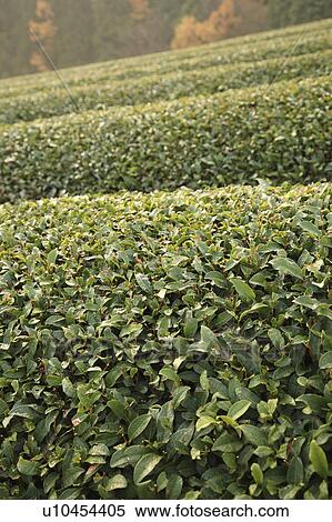 Tea Plantation View Large Photo Image Stock Photography - Tea Plantation. Fotosearch