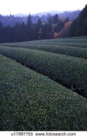 Stock Photography - Tea Plantation. Fotosearch