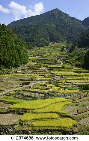 Terraced Paddy Fields View Large Photo Image Stock Photograph - Terraced Paddy Fields. Fotosearch