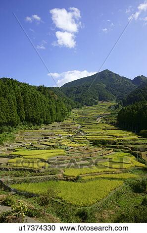 Stock Image - Terraced Rice Fields. Fotosearch