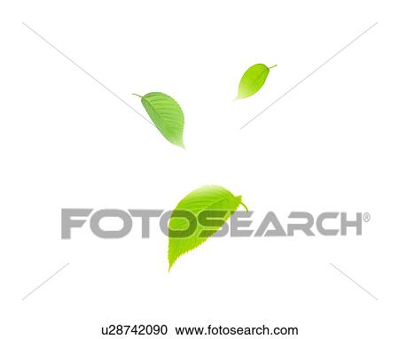 Stock Image - Three leaves. Fotosearch