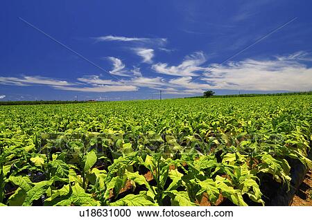 Stock Image - Tobacco Field. Fotosearch