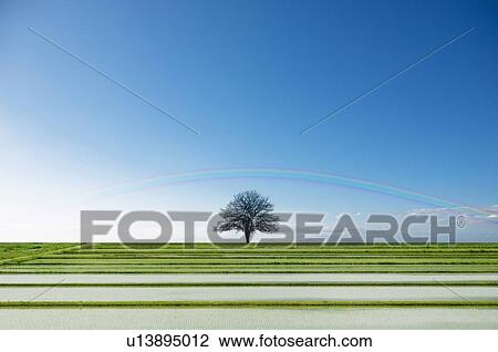 Stock Image - Tree and rainbow in rice field. Fotosearch