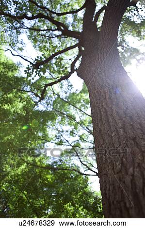 Stock Photo - Tree, low angle view. Fotosearch