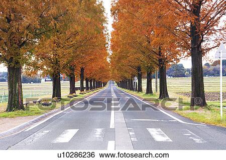 Treelined Road in Autumn View Large Photo Image Stock Photograph - Treelined Road in Autumn. Fotosearch