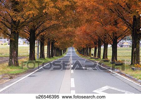 Treelined Road in Autumn View Large Photo Image Stock Photography - Treelined Road in Autumn. Fotosearch