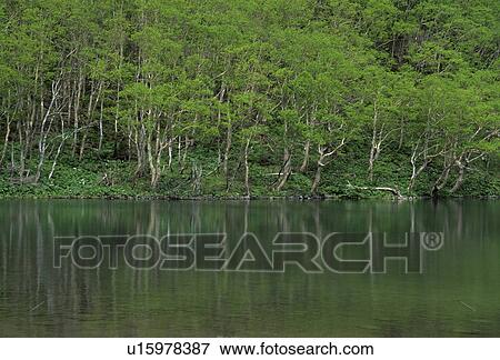 Stock Photo - Trees and Foliage Reflected in Water. Fotosearch