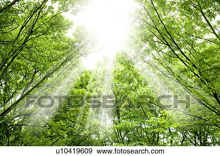 Trees and sunbeam View Large Photo Image Stock Photo - Trees and sunbeam. Fotosearch