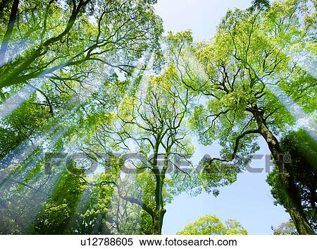 Stock Photography - Trees and sunlight of Meiji-jingu. Fotosearch