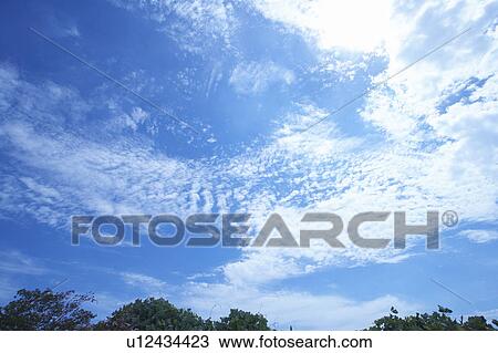 Stock Image - Trees, low angle view, Osaka Prefecture, Honshu, Japan. Fotosearch