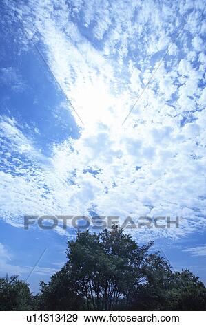 Trees, low angle view, Osaka Prefecture, Honshu, Japan View Large Photo Image Stock Photo - Trees, low angle view, Osaka Prefecture, Honshu, Japan. Fotosearch