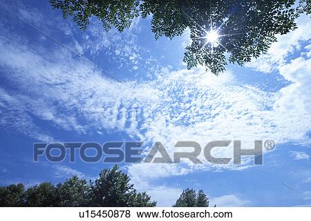 Stock Photo - Trees, low angle view, Osaka Prefecture, Honshu, Japan. Fotosearch