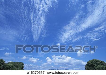 Stock Photo - Trees, low angle view, Osaka Prefecture, Honshu, Japan. Fotosearch
