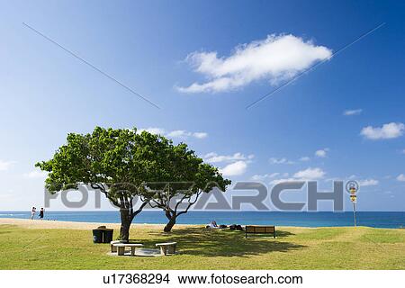 Trees on Beach View Large Photo Image Picture - Trees on Beach. Fotosearch