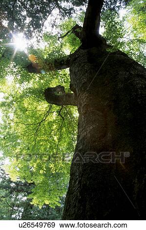Trees View Large Photo Image Stock Photo - Trees. Fotosearch