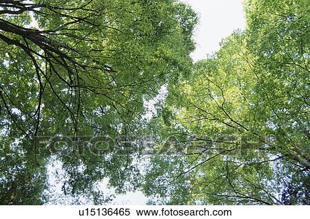 Trees View Large Photo Image Stock Photography - Trees. Fotosearch