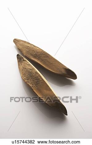 Stock Image - Two bonitos. Fotosearch