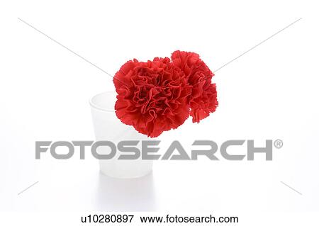 Stock Photo - Two carnations in a vase. Fotosearch