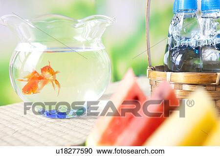 Two goldfishes in fishbowl View Large Photo Image Stock Image - Two goldfishes in fishbowl. Fotosearch