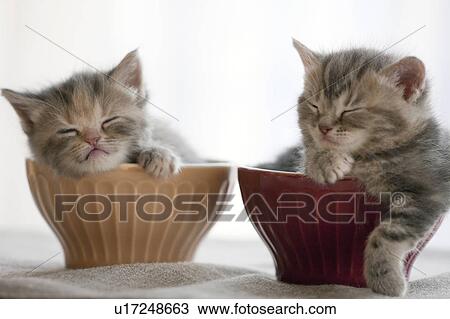Stock Image - Two Kittens Sleeping in Bowls. Fotosearch