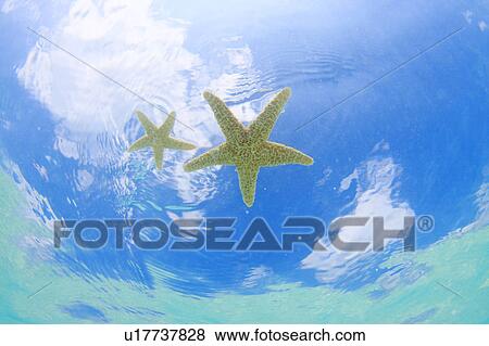 Stock Photo - Two Starfish Floating. Fotosearch
