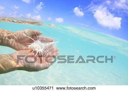 Venus Comb Murex Shell in Person's Hand View Large Photo Image Stock Image - Venus Comb Murex Shell in Person's Hand. Fotosearch