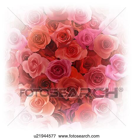 Vignetted Red Roses View Large Photo Image Stock Photo - Vignetted Red Roses. Fotosearch