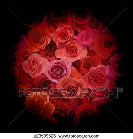 Stock Photograph - Vignetted Red Roses. Fotosearch